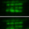 Associate Professor Jue Zhang’s collaborative research published on PNAS