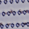 Capturing Live Tumor Cells in the Blood