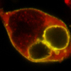 Dr. Antony K. Chen and collaborators make new progress in the research of microRNAs