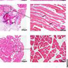 Prof. Qiushi Ren’s group makes important progress in the development of multi-modality molecular imaging system