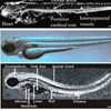 Dr. Changhui Li’s article a Top 10 Download in Biomedical Optics Express