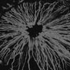 Professor Changhui Li’s group develops a novel ocular imaging system