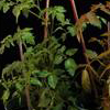 Progress made in astaxanthin bioengineering research