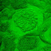 Dr. Peng Xi’s article: A Top 10 Download in Optics Express