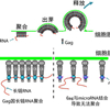 工学院陈匡时课题组发现microRNA 可非特异地抵御HIV病毒感染