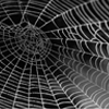 Prof. Xiaoding Wei’s group reveals the secret of the high impact performance of natural composites