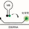 工学院陈匡时课题组发表化学荧光探针在活细胞单分子成像RNA和基因位点中的研究与应用综述